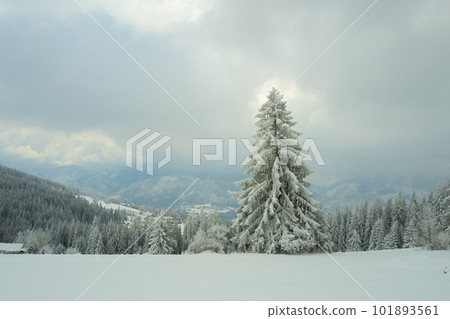 snow-covered forest on top of Tatra mountain Poland 101893561