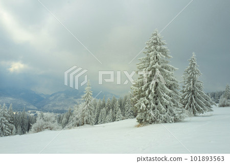 snow-covered forest on top of Tatra mountain Poland snow-covered forest on top of Tatra mountain Poland 101893563
