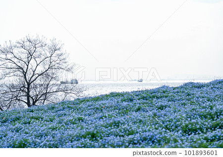 沿岸的 Nemophila 場 沿岸的 Nemophila 場 101893601