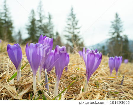 Saffron flowers against the backdrop of a spring 101893605