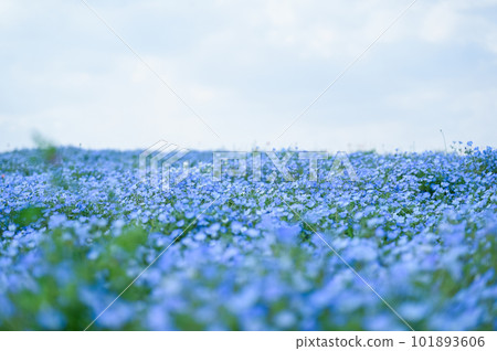 舞洲飛蛾田 舞洲飛蛾田 101893606