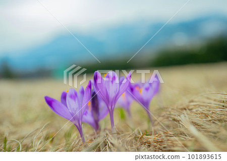 Saffron flowers against the backdrop of a spring 101893615
