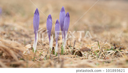 Saffron flowers against the backdrop of a spring 101893621