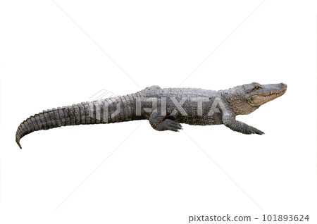 american crocodile isolated on white background 101893624
