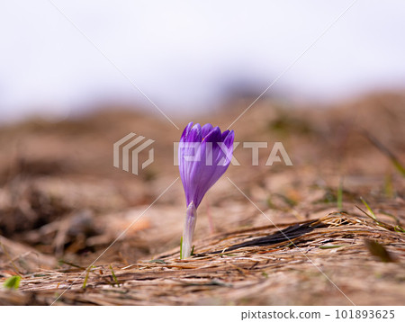 Saffron flowers against the backdrop of a spring Saffron flowers against the backdrop of a spring 101893625
