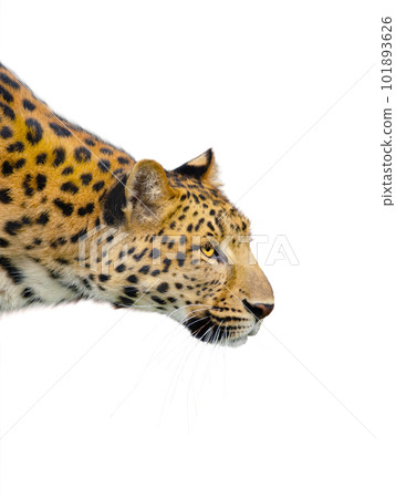 pantera( pardus japonensis) isolated on white background 101893626