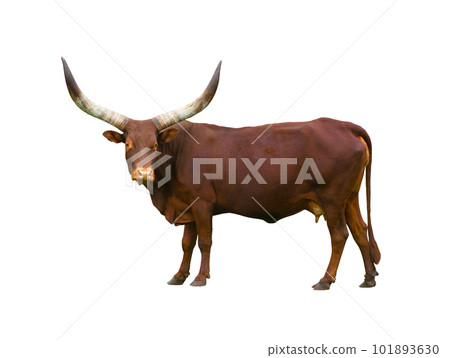 Ankole Watusi Longhorn isolated on white background 101893630