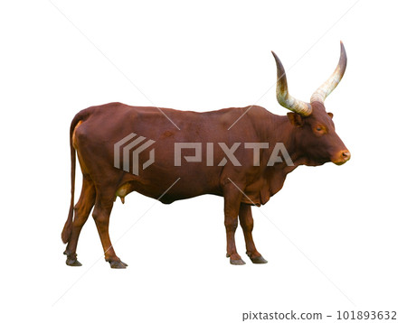 Ankole Watusi Longhorn isolated on white background 101893632