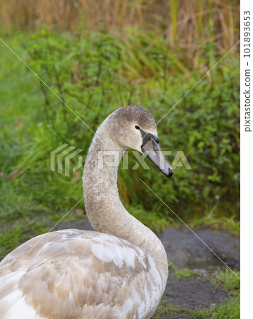 portrait of a young swan on a green background 101893653