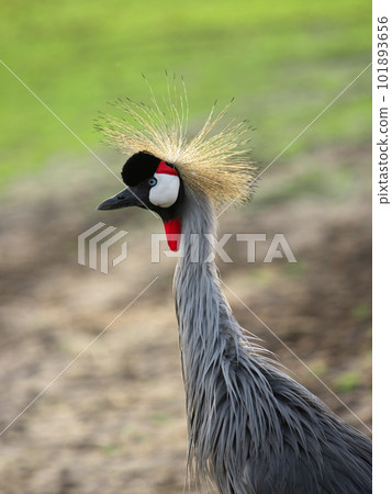 Portrait of Crowned Crane in the wild 101893656