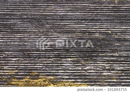 texture of the old tree in the backlight 101893735