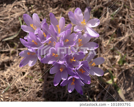 Saffron flowers against the backdrop of a spring 101893791