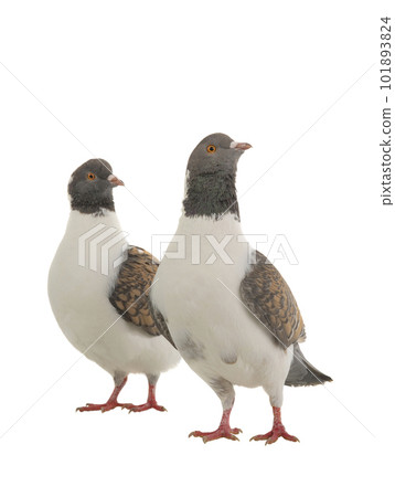 two german modena pigeons isolated on white background 101893824