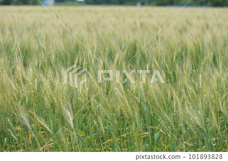 Wheat field 101893828
