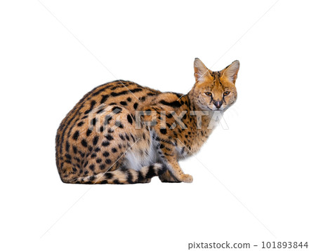 serval isolated on white background 101893844