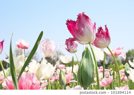 Tulip field flowers shining in the light [blue sky background] 101894114