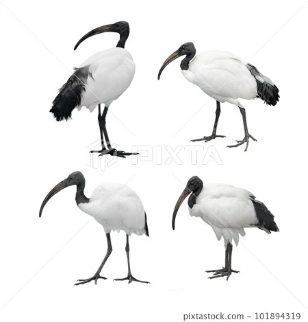 set african sacred ibis isolated on white set african sacred ibis isolated on white 101894319