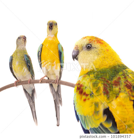 male and female parrot (haematonotus psephotus) singing isolated male and female parrot (haematonotus psephotus) singing isolated 101894357
