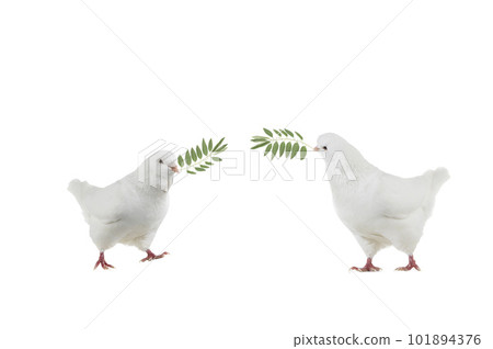 two dove goes with a palm branch on a white two dove goes with a palm branch on a white 101894376