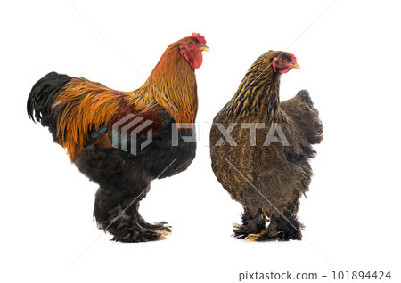 rooster and hen Brahma isolated on white background 101894424