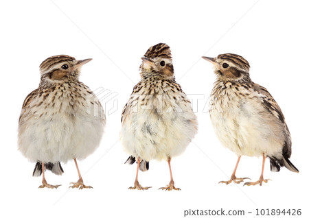 Wood Lark Wood Lark 101894426