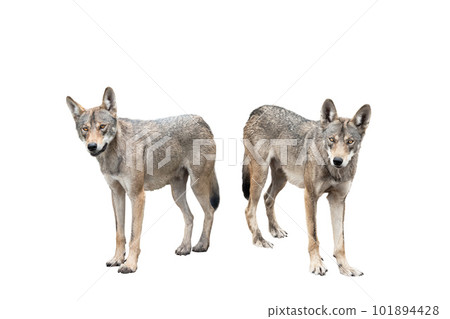 wolf isolated on white wolf isolated on white 101894428