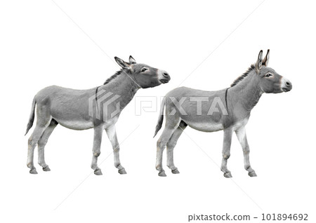 Two Donkey isolated on white background. 101894692
