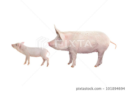 big pig and piglet isolated on white 101894694