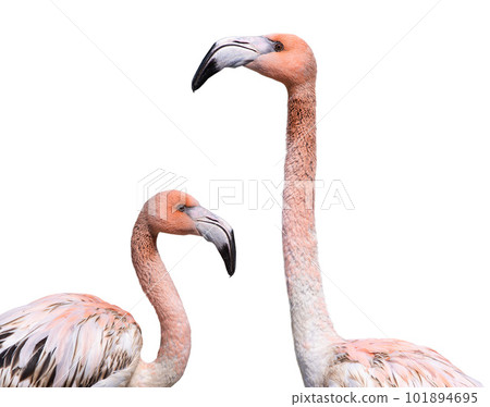 portrait two of pink flamingo isolated against white background 101894695