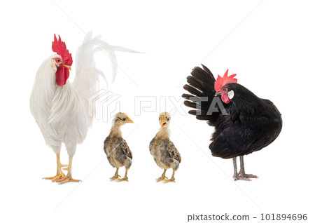 Chicken and roosters little chicks isolated on white background Chicken and roosters little chicks isolated on white background 101894696