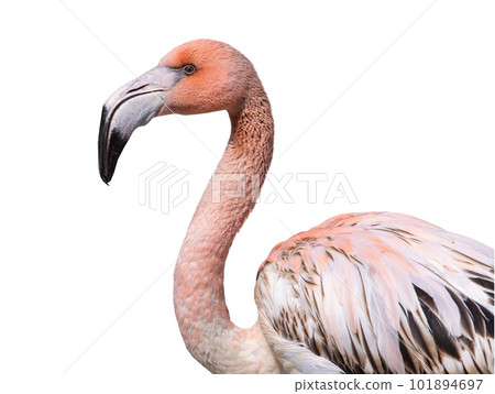 portrait of pink flamingo isolated against white background 101894697