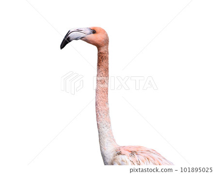 portrait of pink flamingo isolated against white background portrait of pink flamingo isolated against white background 101895025