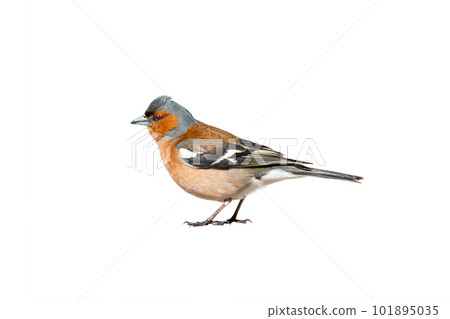 finch profile isolated on white background finch profile isolated on white background 101895035