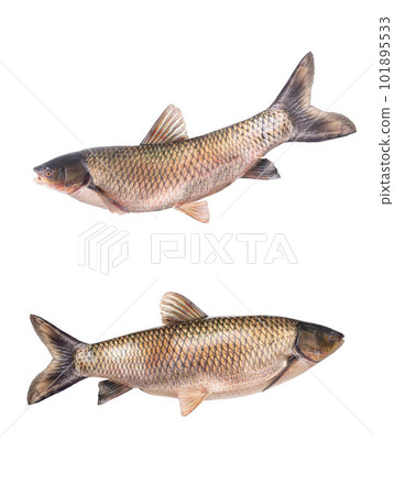 white grass carp  (14 kilogram) isolated on a white background 101895533