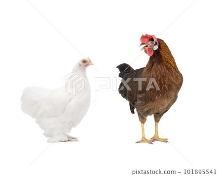 two chicken isolated on white background 101895541