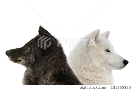 canadian wolf and polar wolf isolated on white background canadian wolf and polar wolf isolated on white background 101895550