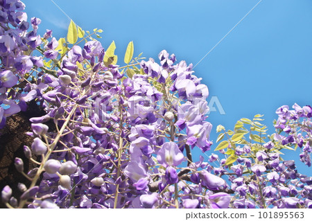 Wisteria trellis in full bloom against the blue sky Wisteria trellis in full bloom against the blue sky 101895563