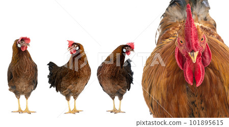 rooster and hen isolated on a white background 101895615