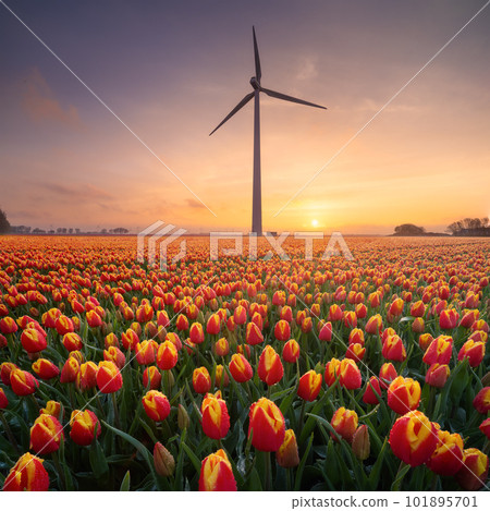 Field of tulips during sunset. A wind generator in a field in Netherlands. Green energy production.  101895701