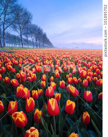 A field of tulips during sunset. Fog over the field. Landscape with flowers during sunset.  A field of tulips during sunset. Fog over the field. Landscape with flowers during sunset.  101895702