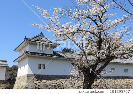 Hikone Castle Tamon Turret seen over the cherry blossoms, Hikone City, Shiga Prefecture Hikone Castle Tamon Turret seen over the cherry blossoms, Hikone City, Shiga Prefecture 101895707