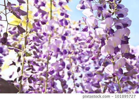 Wisteria trellis in full bloom Wisteria trellis in full bloom 101895727