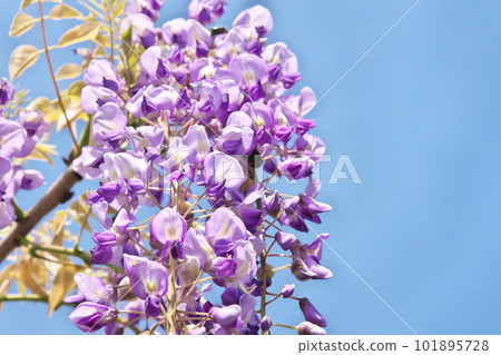 Wisteria trellis in full bloom against the blue sky Wisteria trellis in full bloom against the blue sky 101895728