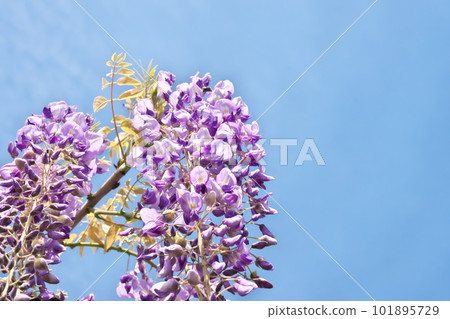 Wisteria trellis in full bloom against the blue sky Wisteria trellis in full bloom against the blue sky 101895729