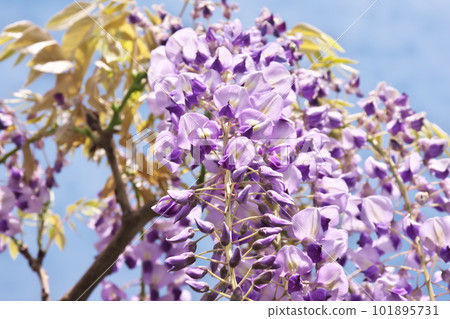Wisteria trellis in full bloom against the blue sky Wisteria trellis in full bloom against the blue sky 101895731