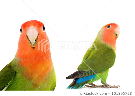portrait lovebird on a white background 101895738
