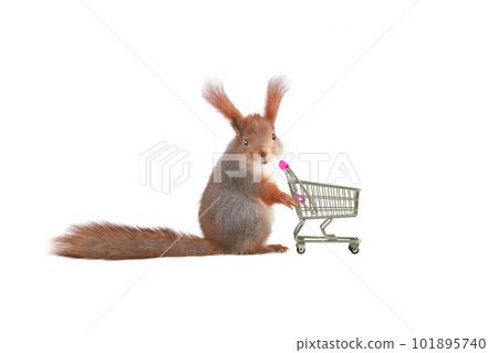 squirrel and supermarket basket isolated squirrel and supermarket basket isolated 101895740
