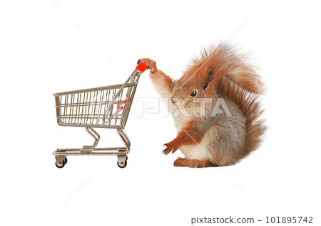 squirrel and supermarket basket isolated squirrel and supermarket basket isolated 101895742