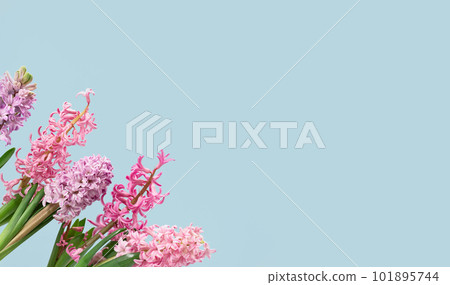 Assorted Pink hyacinth spring flowers in corner on blue background. Flowerheads in bloom. Mothers Day birthday Easter or holiday sale. Thank you banner Assorted Pink hyacinth spring flowers in corner on blue background. Flowerheads in bloom. Mothers Day birthday Easter or holiday sale. Thank you banner 101895744