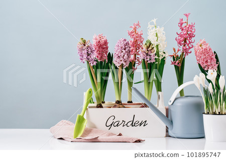 Several pink hyacinth flower plants potted in white crate at home on wooden table. Flowerhead in bloom. Spring morning at home. Mothers Day birthday Easter banner. Thank you. Garden text Several pink hyacinth flower plants potted in white crate at home on wooden table. Flowerhead in bloom. Spring morning at home. Mothers Day birthday Easter banner. Thank you. Garden text 101895747